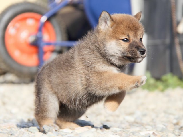 IMG_2974-shibainu-koinu IMG_2974-shibainu-koinu