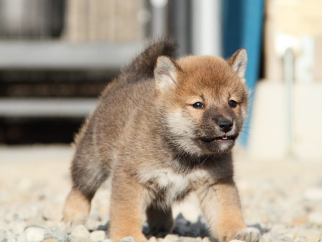 IMG_2986-shibainu-koinu IMG_2986-shibainu-koinu