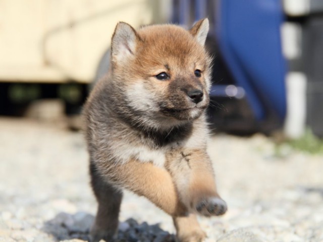 IMG_2996-shibainu-koinu IMG_2996-shibainu-koinu