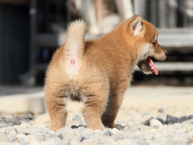 IMG_3004-shibainu-koinu IMG_3004-shibainu-koinu