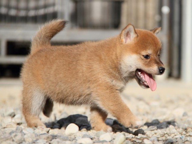 IMG_3006-shibainu-koinu IMG_3006-shibainu-koinu