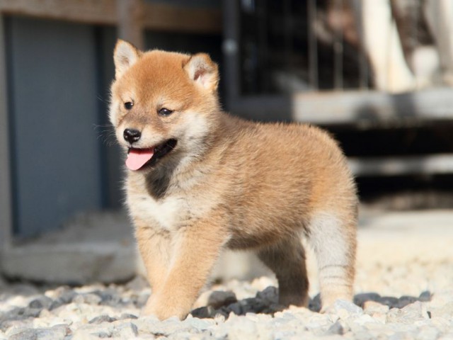 IMG_3032-shibainu-koinu IMG_3032-shibainu-koinu