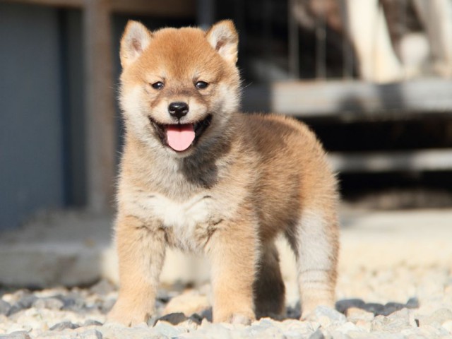 IMG_3035-shibainu-koinu IMG_3035-shibainu-koinu