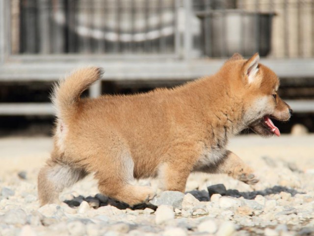 IMG_3041-shibainu-koinu IMG_3041-shibainu-koinu