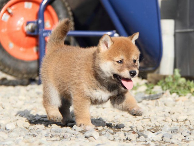 IMG_3046-shibainu-koinu IMG_3046-shibainu-koinu