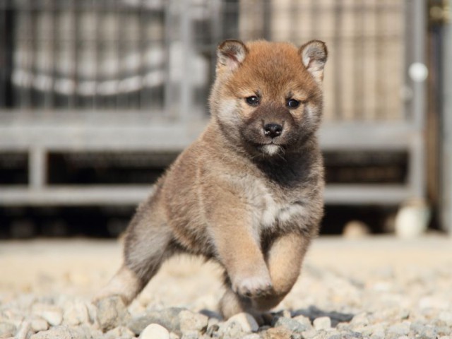 IMG_3064-shibainu-koinu IMG_3064-shibainu-koinu