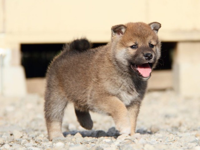 IMG_3071-shibainu-koinu IMG_3071-shibainu-koinu