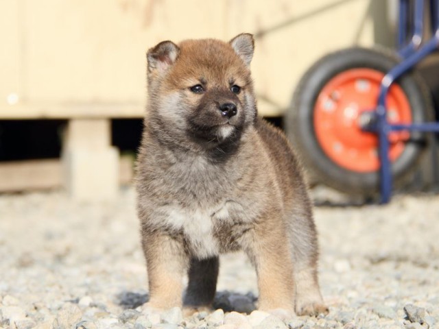 IMG_3086-shibainu-koinu IMG_3086-shibainu-koinu