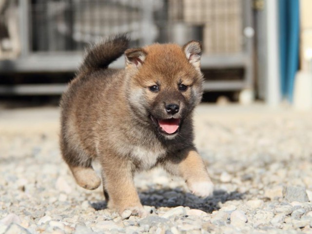 IMG_3094-shibainu-koinu IMG_3094-shibainu-koinu