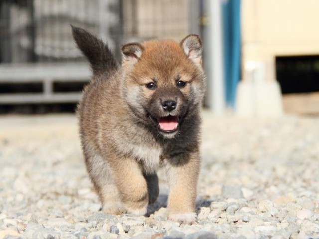IMG_3095-shibainu-koinu IMG_3095-shibainu-koinu