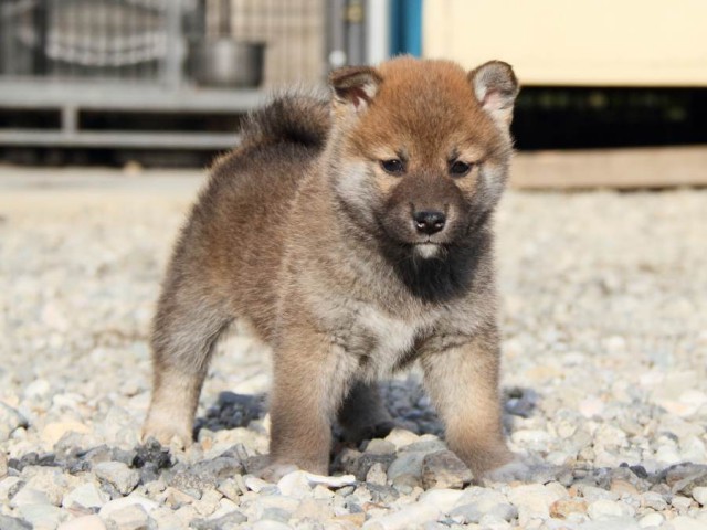 IMG_3099-shibainu-koinu IMG_3099-shibainu-koinu
