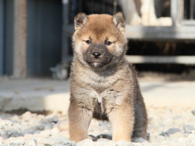 IMG_3112-shibainu-koinu IMG_3112-shibainu-koinu