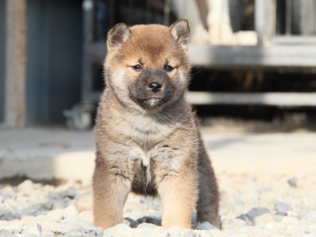 IMG_3116-shibainu-koinu IMG_3116-shibainu-koinu