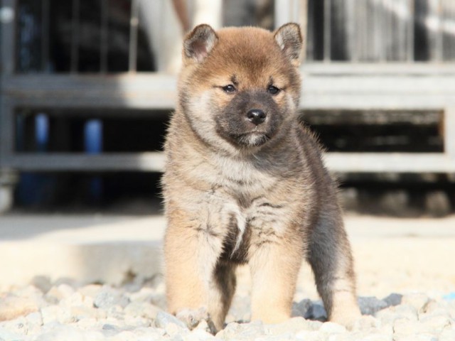 IMG_3160-shibainu-koinu IMG_3160-shibainu-koinu