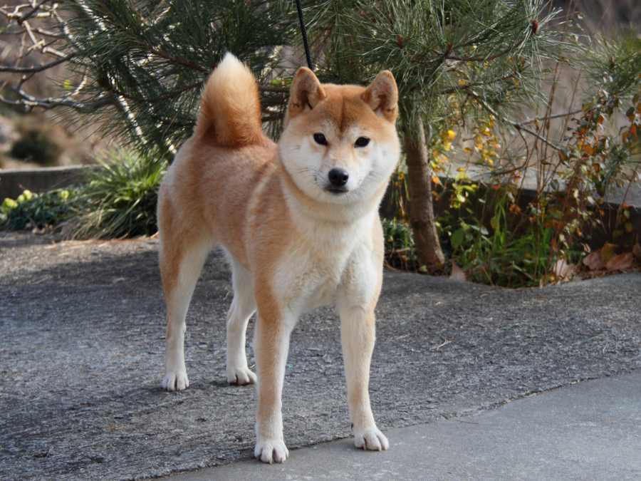 IMG_3163--puppy
