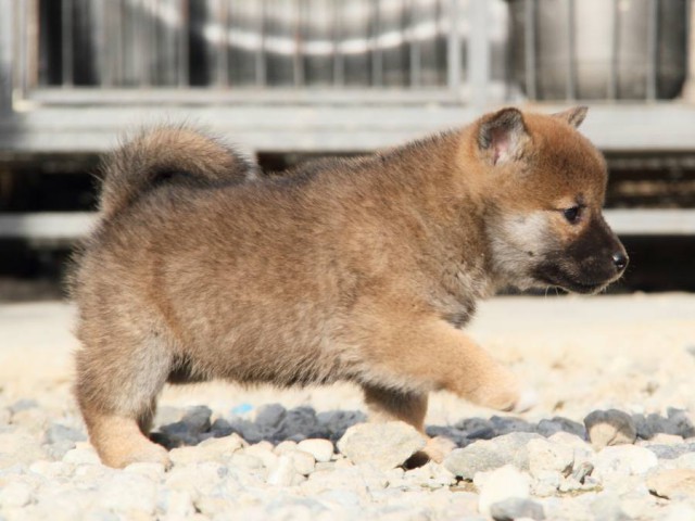 IMG_3163-shibainu-koinu IMG_3163-shibainu-koinu