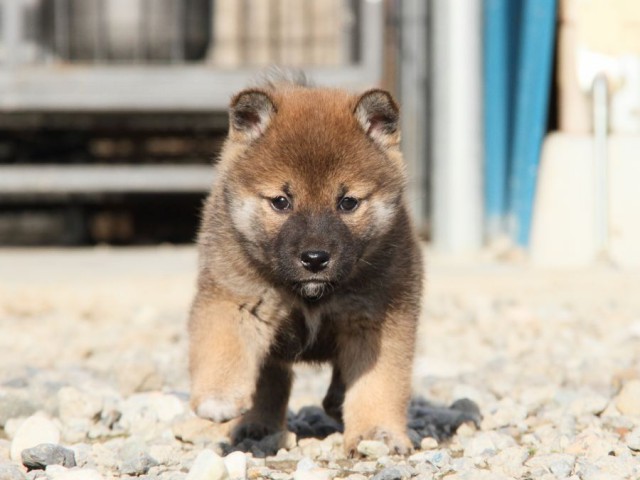 IMG_3168-shibainu-koinu IMG_3168-shibainu-koinu