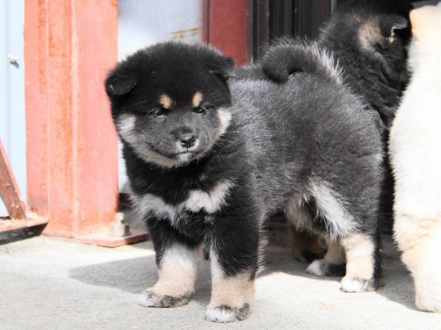 IMG_3172Shiba IMG_3172Shiba