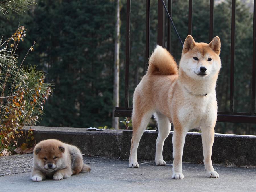 IMG_3173--shibainu Puppy