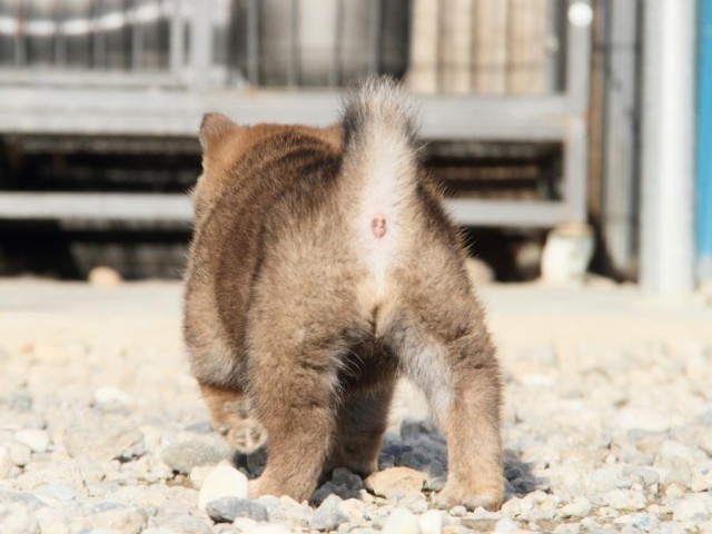 IMG_3175-shibainu-koinu IMG_3175-shibainu-koinu