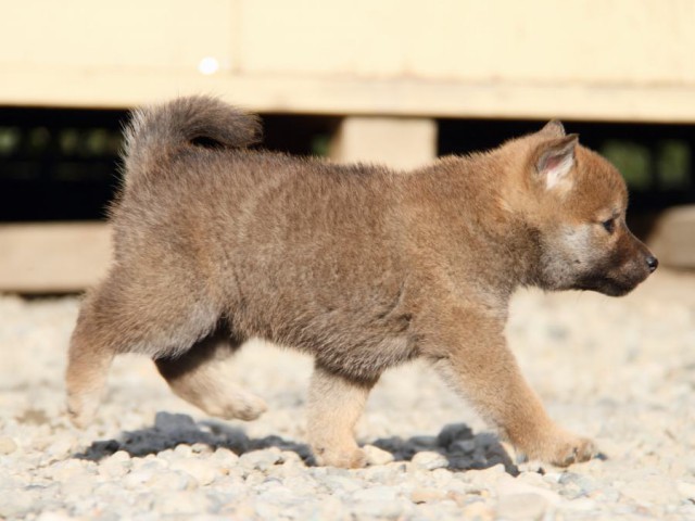 IMG_3183-shibainu-koinu IMG_3183-shibainu-koinu