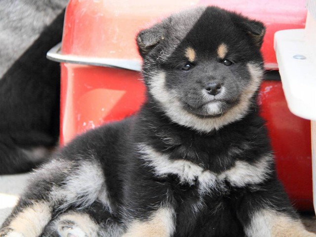 IMG_3190Shiba IMG_3190Shiba