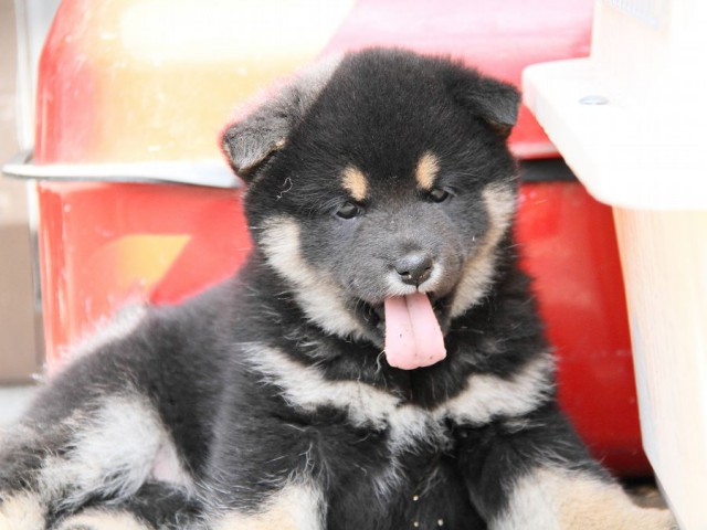 IMG_3195Shiba IMG_3195Shiba