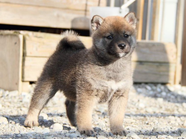 IMG_3199-shibainu-koinu IMG_3199-shibainu-koinu