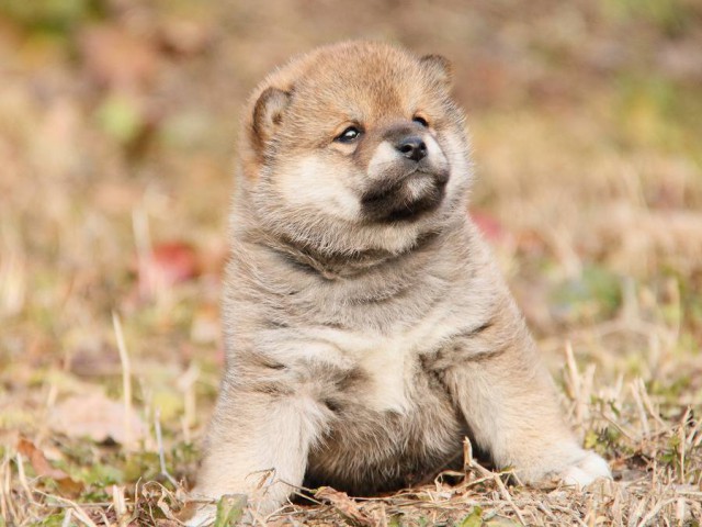 IMG_3204--shibainu Puppy IMG_3204--shibainu Puppy