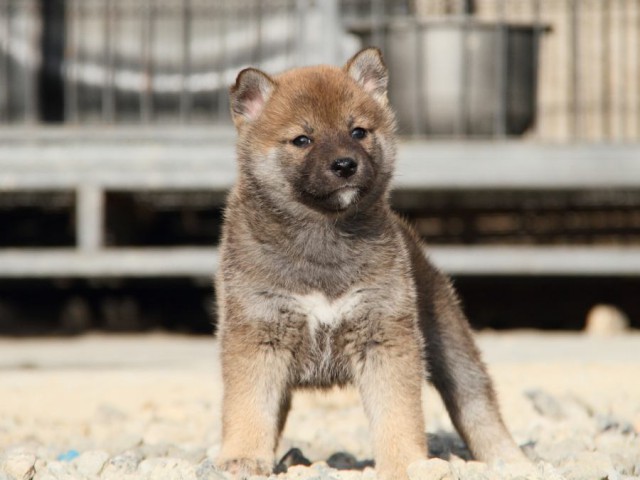IMG_3207-shibainu-koinu IMG_3207-shibainu-koinu