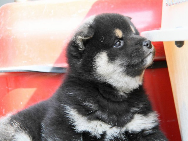 IMG_3208Shiba IMG_3208Shiba