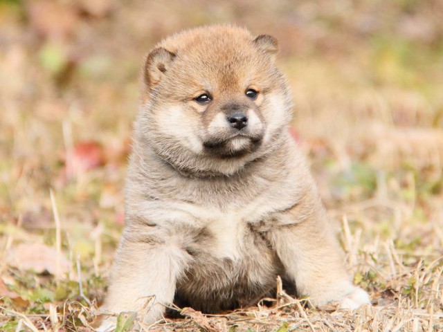 IMG_3209--shibainu Puppy IMG_3209--shibainu Puppy