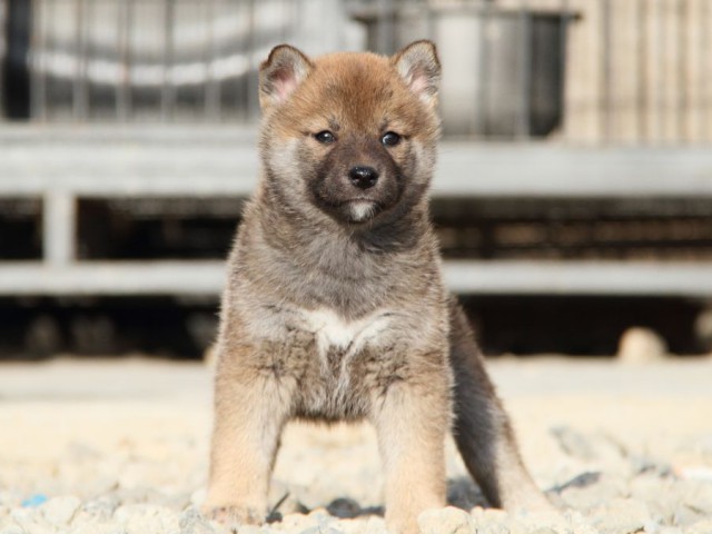 IMG_3211-shibainu-koinu IMG_3211-shibainu-koinu