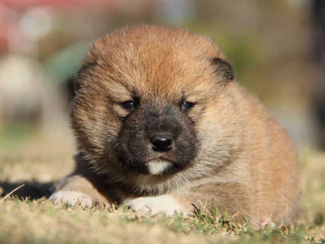 IMG_3219-shibainu-koinu IMG_3219-shibainu-koinu