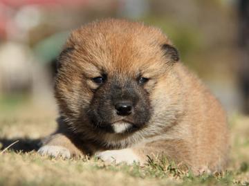 IMG_3219-shibainu-koinu-top IMG_3219-shibainu-koinu-top