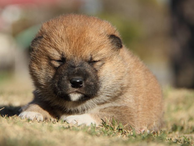 IMG_3220-shibainu-koinu IMG_3220-shibainu-koinu