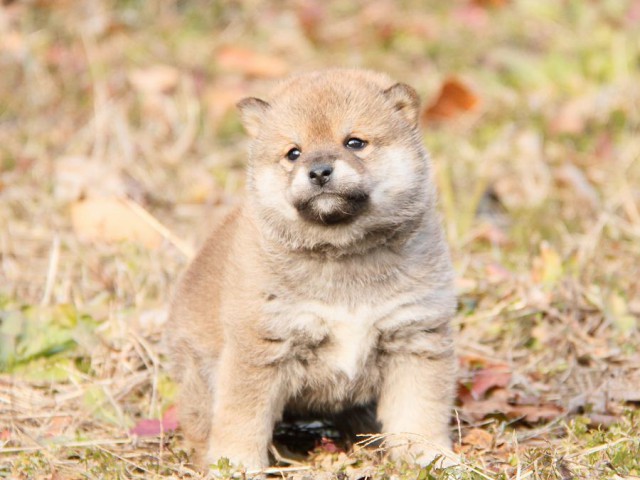 IMG_3223--shibainu Puppy IMG_3223--shibainu Puppy
