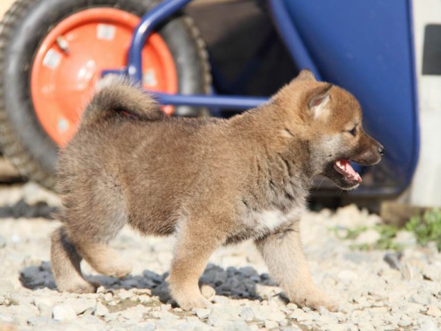IMG_3227-shibainu-koinu IMG_3227-shibainu-koinu