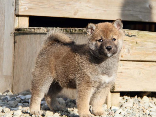 IMG_3238-shibainu-koinu IMG_3238-shibainu-koinu