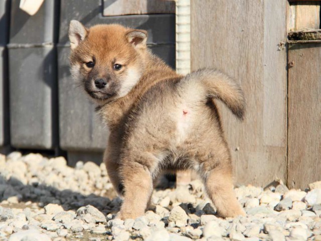 IMG_3255-shibainu-koinu IMG_3255-shibainu-koinu