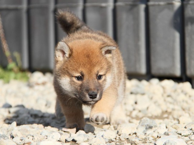 IMG_3265-shibainu-koinu IMG_3265-shibainu-koinu