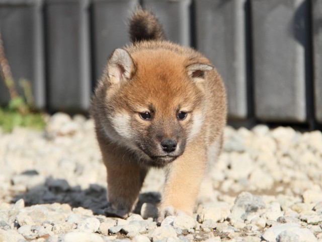 IMG_3266-shibainu-koinu IMG_3266-shibainu-koinu