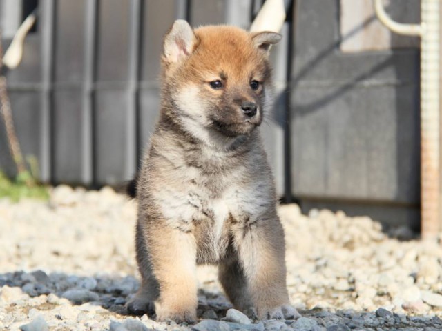 IMG_3272-shibainu-koinu IMG_3272-shibainu-koinu
