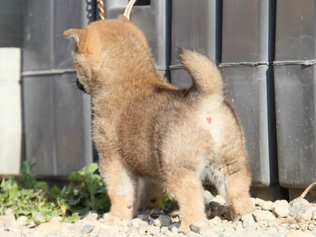 IMG_3274-shibainu-koinu IMG_3274-shibainu-koinu