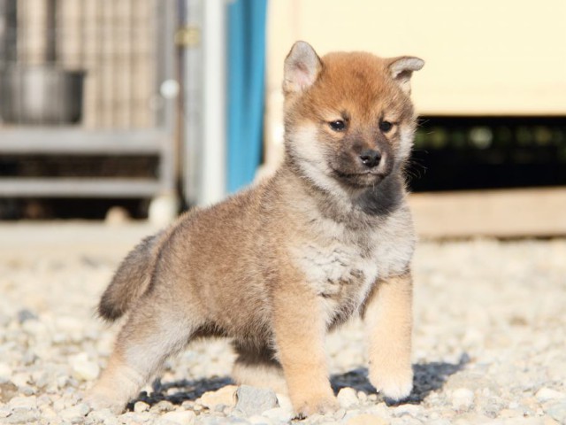 IMG_3282-shibainu-koinu IMG_3282-shibainu-koinu