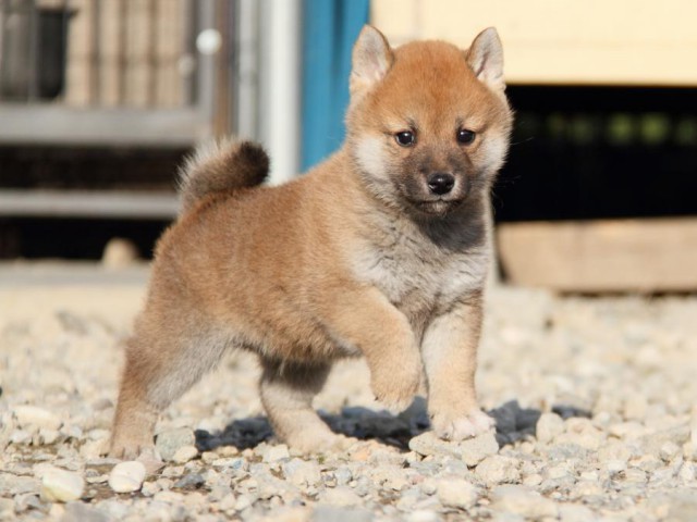 IMG_3295-shibainu-koinu IMG_3295-shibainu-koinu