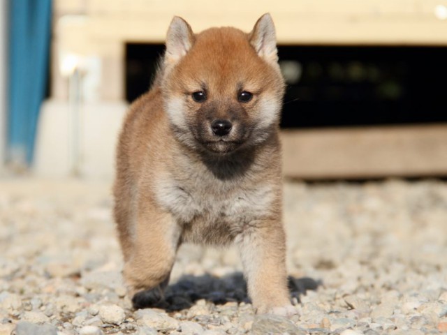 IMG_3298-shibainu-koinu IMG_3298-shibainu-koinu
