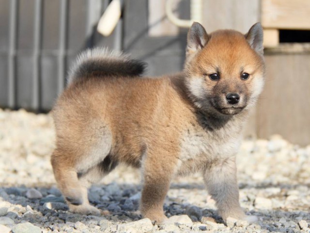 IMG_3313-shibainu-koinu IMG_3313-shibainu-koinu