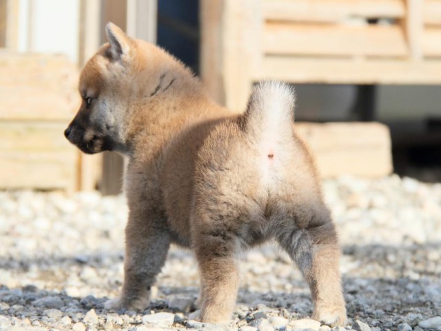 IMG_3323-shibainu-koinu IMG_3323-shibainu-koinu