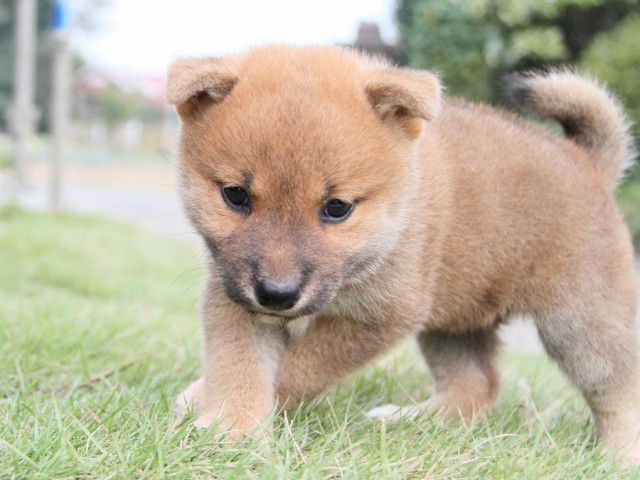 IMG_3325shibainu-puppy-shibainu Puppy IMG_3325shibainu-puppy-shibainu Puppy